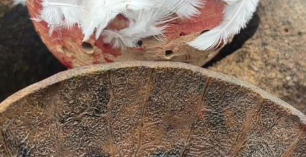 Magie blanche retour affectif